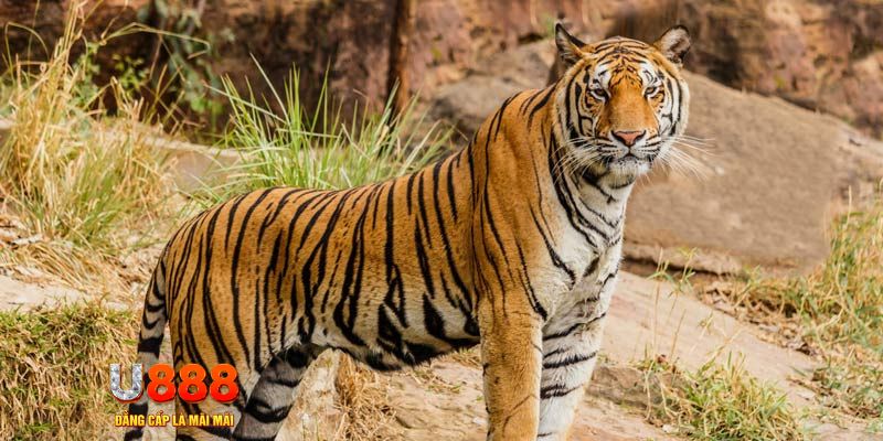 7m vn xổ số bình thuận