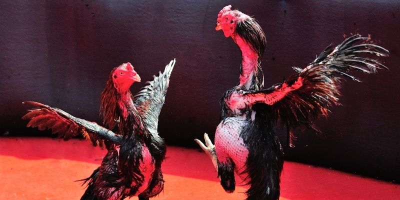 7m vn thị trường baccarat là gì